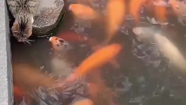 Cat attack fish