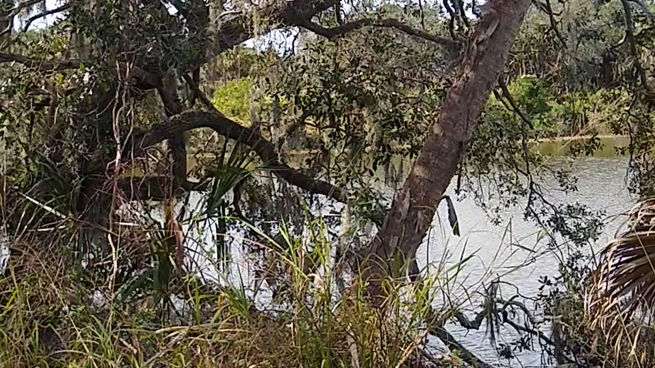 Red Bug Slough Preserve in Sarasota!