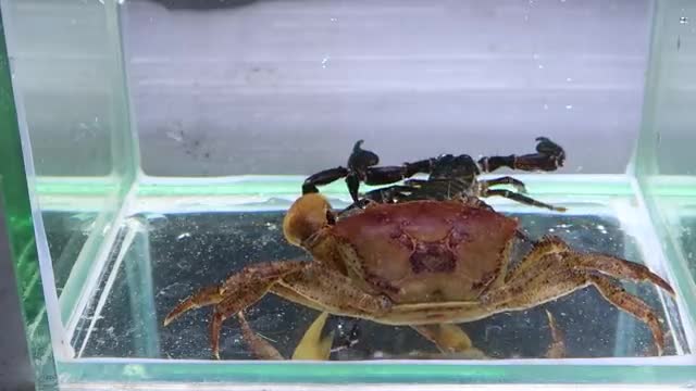 Crab vs Scorpion Underwater - Caranguejo vs Escorpião