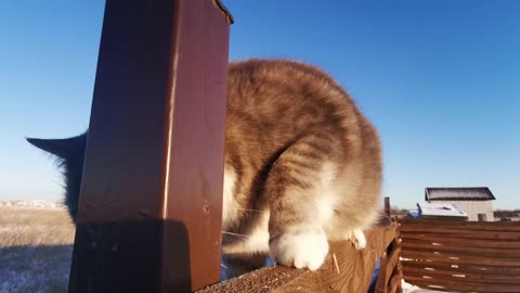 Cat getting ready