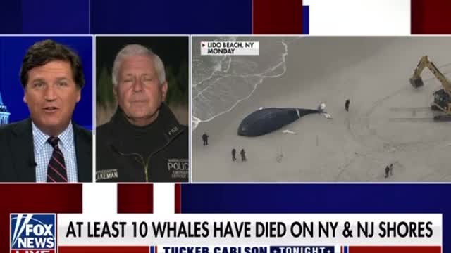 Tucker Carlson: ‘Mysterious’ Whale Deaths