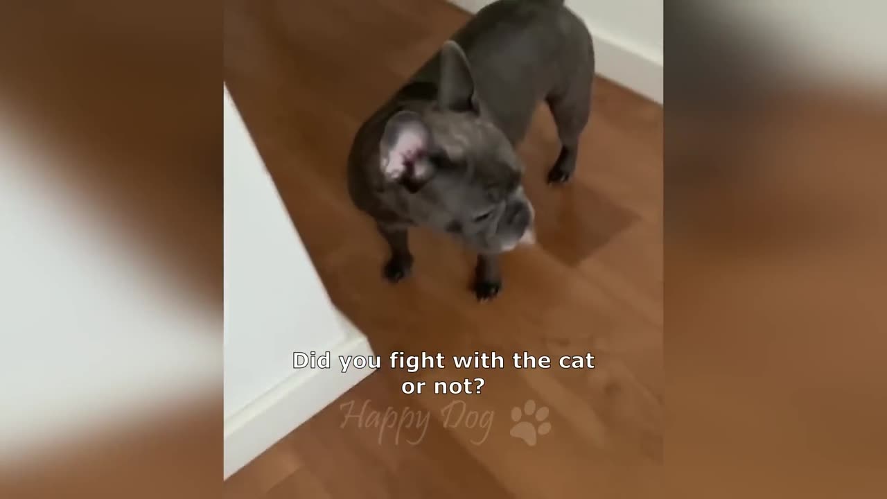 FUNNY CATS 7