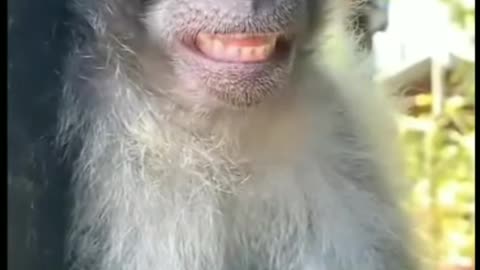 Monkey