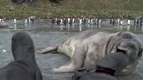 Curious Baby Seal Approaches Cameraman