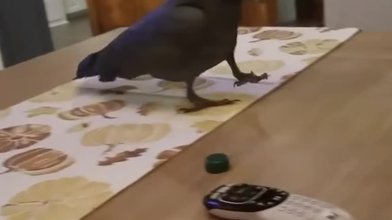 Parrot throws a tantrum