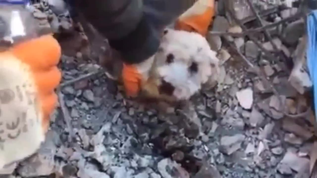 Rescuing an innocent dog after hours underneath the rubble in Turkey 😢😭