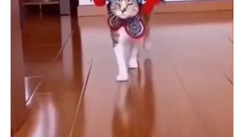 Funny Stylish Cat