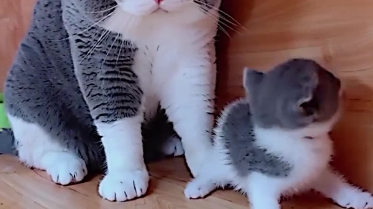 Smart cats and cute