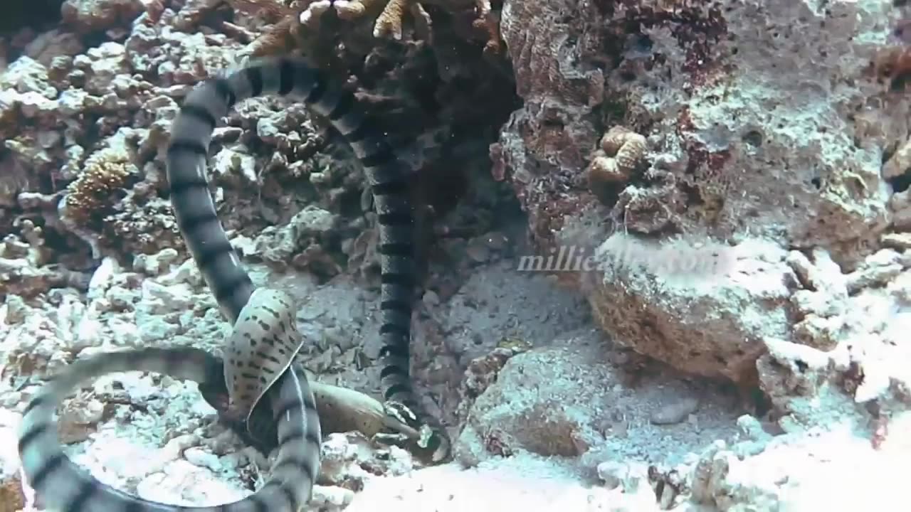 amazing moray eel attacks octopus