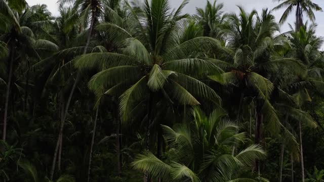 Drone Footage of a Coconut Forest Bali, Indonesia