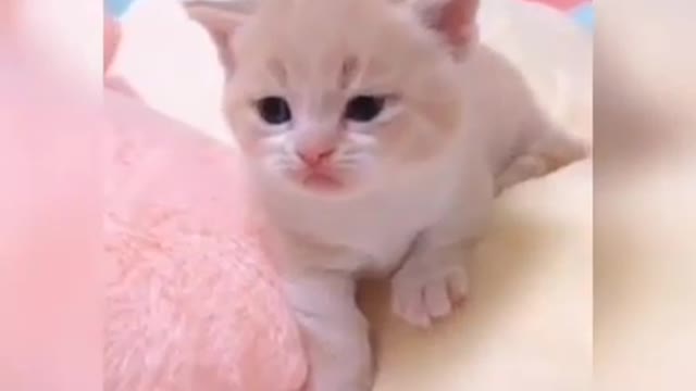 Baby Cats_cute and Funny Cats Video