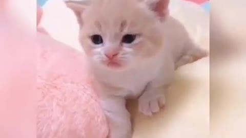 Baby Cats_cute and Funny Cats Video