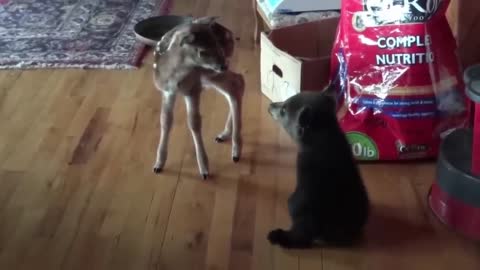 The bear cub saw the deer for the first time! The reaction of the clubfoot is amazing!