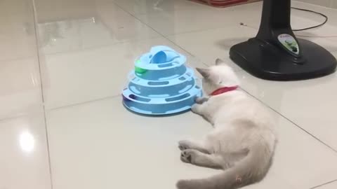 Baby Cats - Cute and Funny Cat Videos Compilation