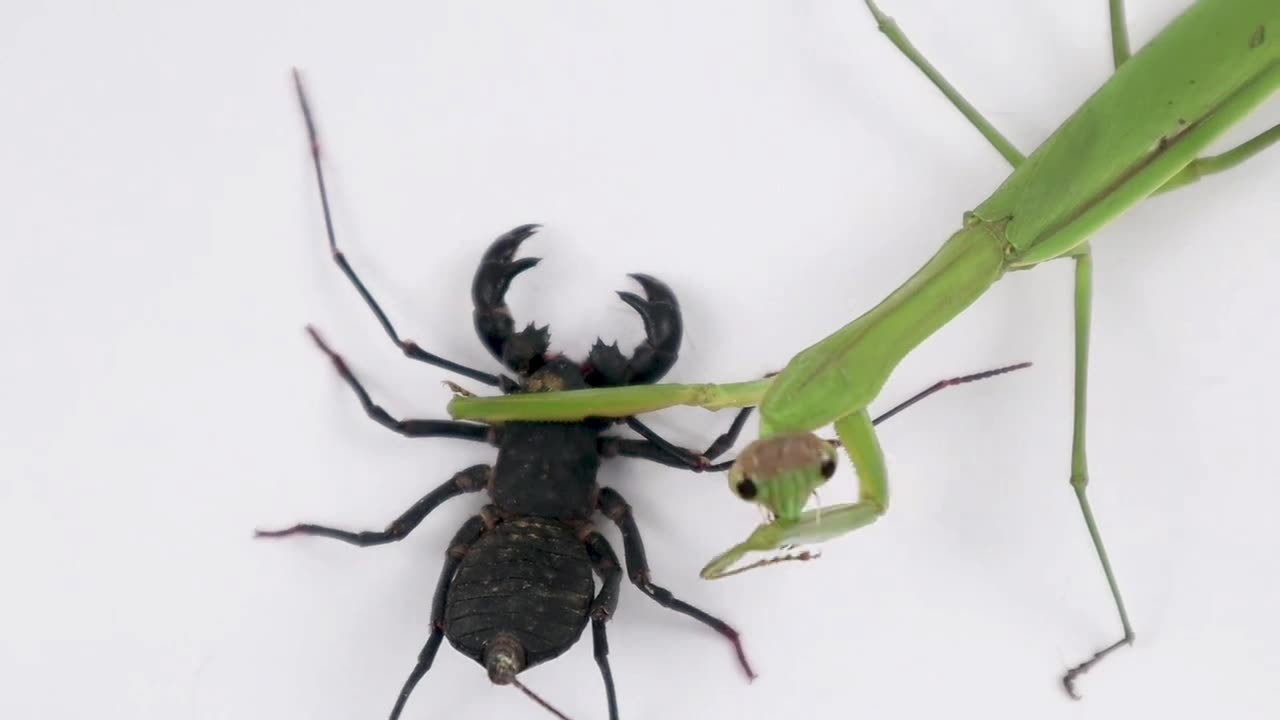 praying mantis detonates vinegron
