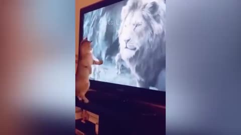 Funniest Animals 2024🐶😻🤣 New Funny Cats and Dogs Video 🐕 🐈‍⬛ Part,07
