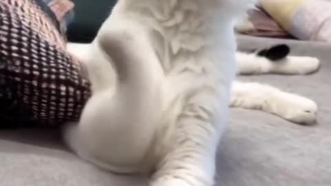 Cuddle and Chaos: Hilarious Moments with My Silly Kittens
