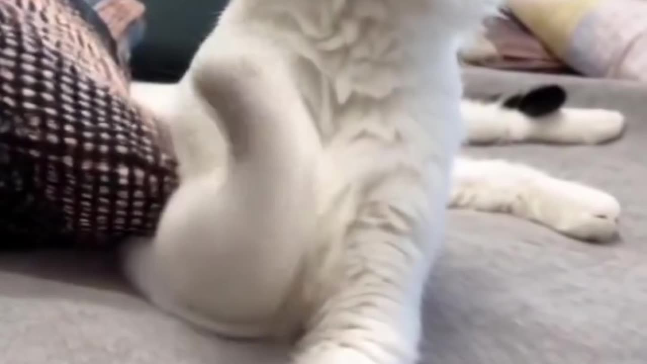 Cuddle and Chaos: Hilarious Moments with My Silly Kittens