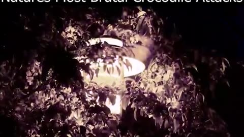 The Worse Crocodile Attacks