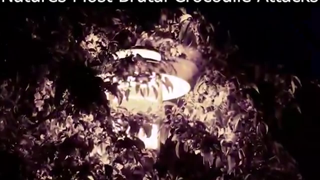 The Worse Crocodile Attacks