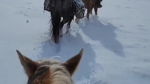 Horses are faster