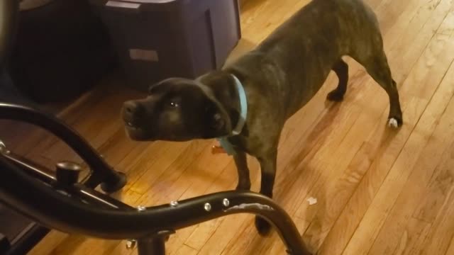 deaf pup taz vs teeter round 5