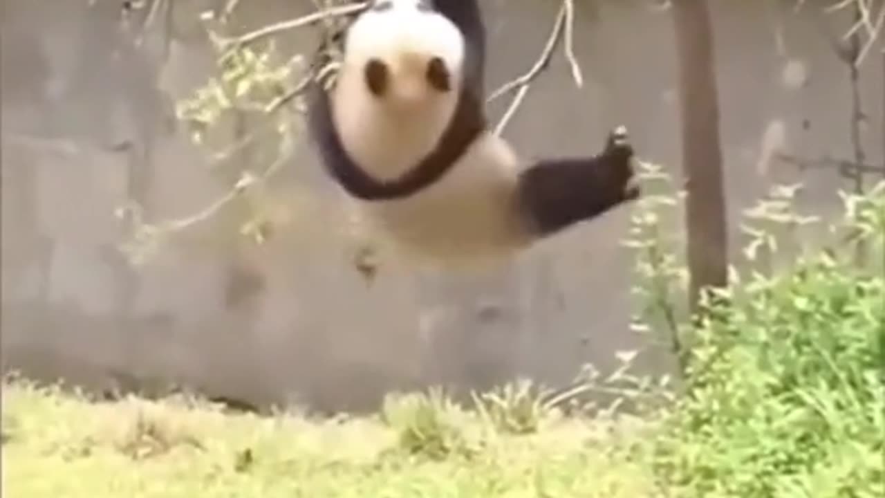 Animal World - Best Funny Animals Videos 2023 #1