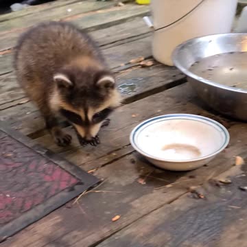 07-08-23 | Feeding Baby Raccoons | Part 10 | #shorts