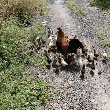 Allah her Cheez per qadir hai