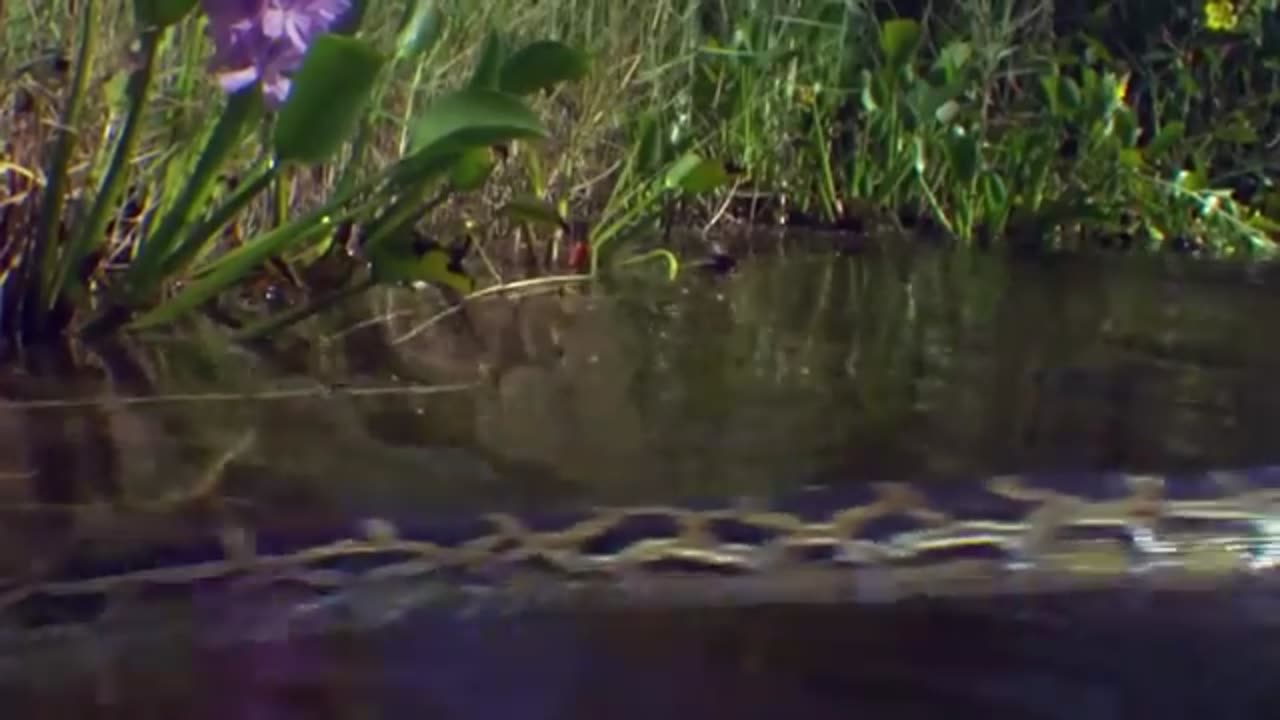 Gigantic Snake Caught on Camera