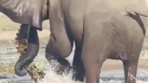 Croc Vs Elephant