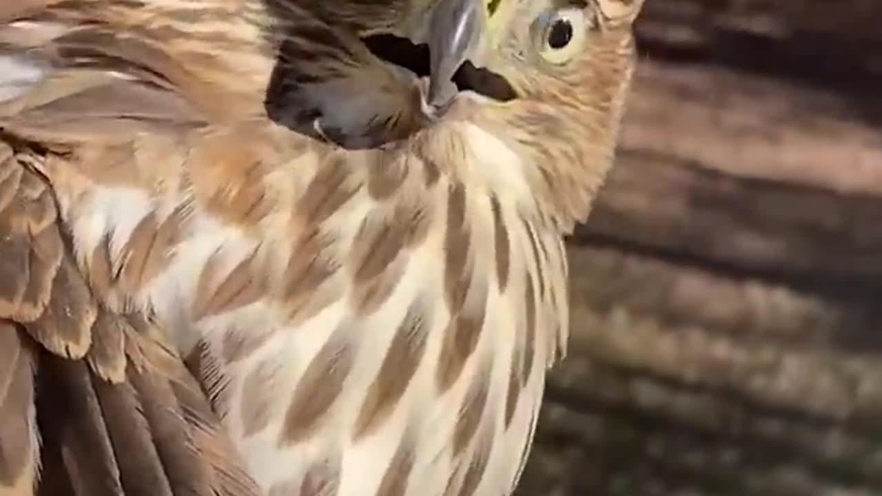Hawks HILARIOUS,😇😇 faces after rescue #birds # shorts # pets