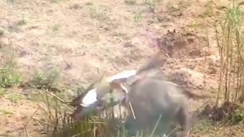 Funniest Monkey...