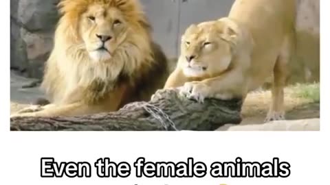 Jealous Lioness