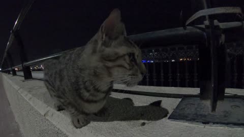 MICHAEL JACKSON - Homeless cat in Ras Al Khaimah, UAE #cat #cats #MichaelJackson #emirates #ae #UAE