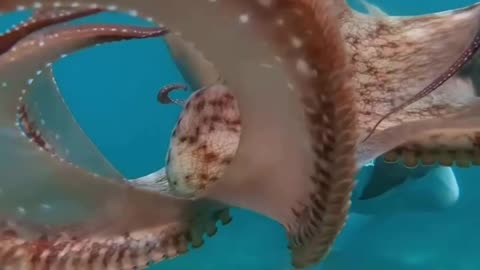 Underwater dance 🐙