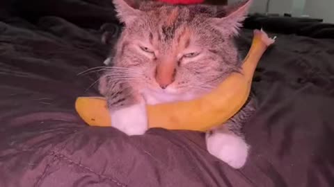 Cat Apple 🍎 Banana 🍌 Phone