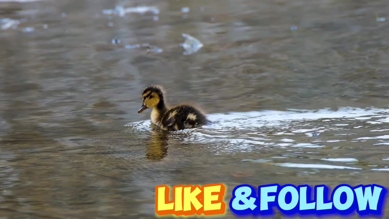 duck cute baby