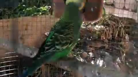 Parrot