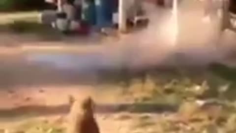 Funniest Dogs and Cats Video - the craziness, naughtiest and wackiest. (Creative Commons)