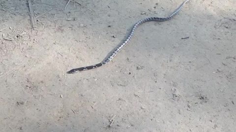 Snake running