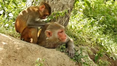 Adorable Monkey Shenanigans: Cuteness Overload