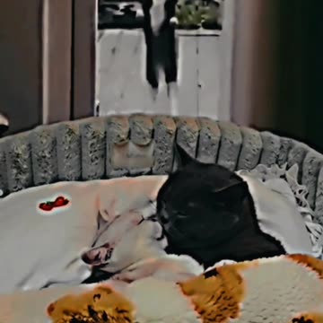 Funny cats clip viral