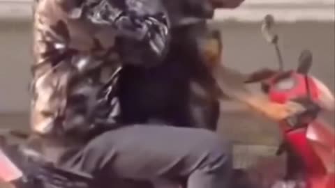 Dapatkan hewan dan manusia berteman?