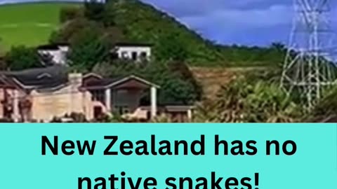 New Zealand has no native snakes!😲😃