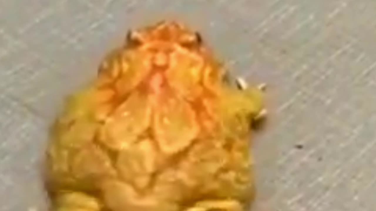 funny dance frog video funny dancing frog video 😁 👍