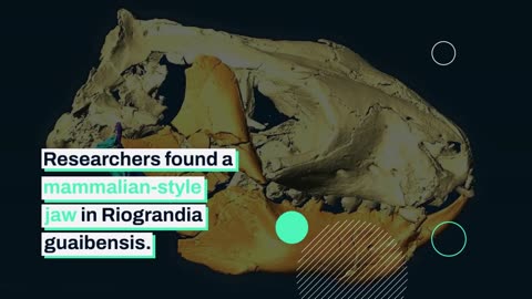 New Fossil Discoveries Overturn Old Ideas of Mammal Evolution