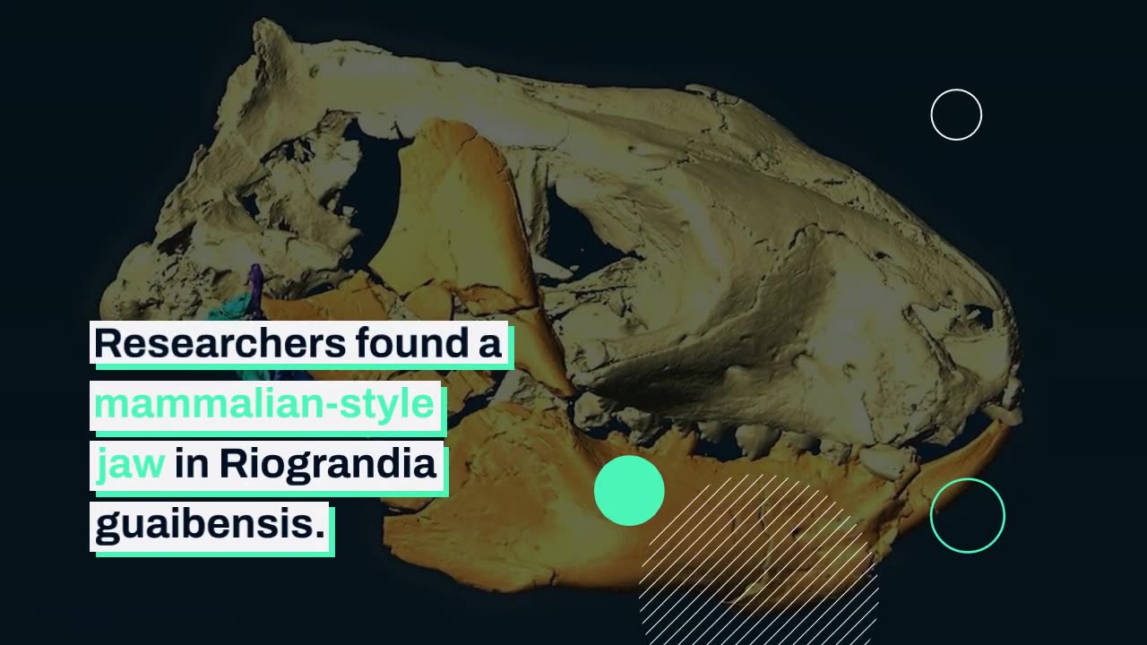 New Fossil Discoveries Overturn Old Ideas of Mammal Evolution