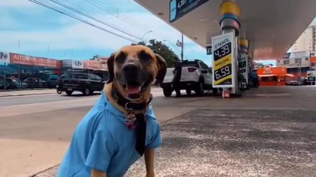 cachorros caramelo adotados em posto de Campinas