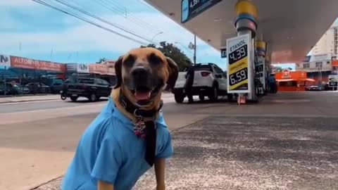 cachorros caramelo adotados em posto de Campinas